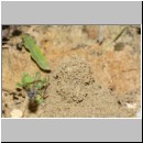 Lindenius albilabris - Grabwespe w06a 6-7mm - Nest - OS-Hasbergen Lehmsandhuegel.jpg